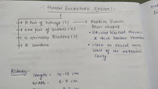 Human excretory system  NEET 20242025 neetprep  kidney  renal pelvis ureter  urinary bladder [upl. by Pollyanna]