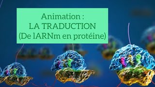 Animation pour bien comprendre la traduction de lARNm en protéine [upl. by Eide]