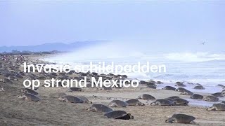 Duizenden schildpadden broeden op strand Mexico  RTL NIEUWS [upl. by Yroger]