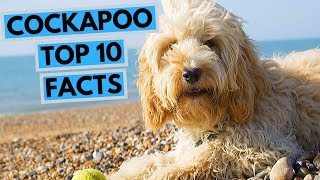 Cockapoo  TOP 10 Interesting Facts [upl. by Philine816]