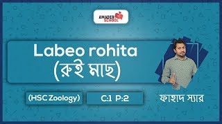 Labeo rohita  রুই মাছ  HSC Zoology Chapter 2  Part 1  Fahad Sir [upl. by Trueman]