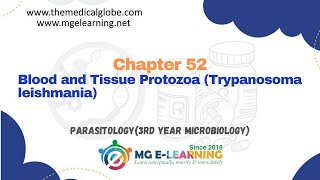 Blood and Tissue Protozoa Trypanosoma leishmania Chapter 52 Parasitology Microbiology [upl. by Gilson830]