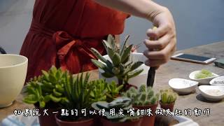 多肉植物 【第一堂園藝課】 [upl. by Ellehcsar]