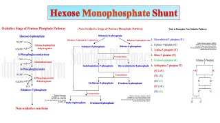 08 HMP Shunt Part 02  Significance of Hexose MonoPhosphate Shunt  PPP  Biochemistry [upl. by Ameerak140]