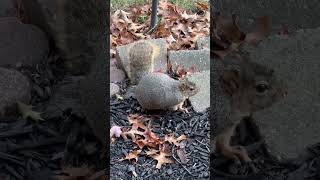 Fat Squirrel Goes Viral on After Visiting Ohio Home [upl. by Arym]