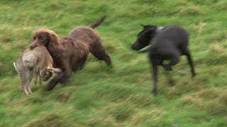 Ferreting rabbits with every dog weve got [upl. by Yderf]