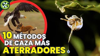 TÉCNICAS De CAZA Más ATERRADORAS Del REINO ANIMAL 🦅 [upl. by Katzir]