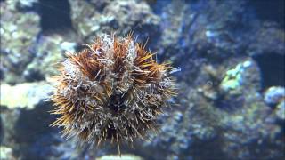 common sea urchin  Echinus esculentus  Essbarer Seeigel deutlich sichtbare Ambulakralfüßchen [upl. by Foskett]