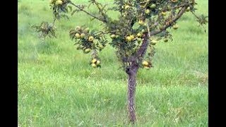 Arboles frutales cultivo y cuidados [upl. by Haelhsa610]