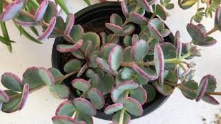 Sedum Sieboldii hylotelephium [upl. by Ayotel]