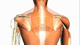 Extrinsic muscles of the back  Anatomy Tutorial [upl. by Cohby413]