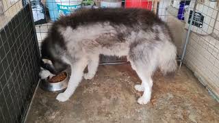 Husky Dog For Adoption  7 Years Bacon from Seri Kembangan  Selangor [upl. by Guendolen]