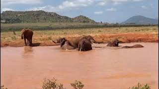 quotTHEATRE OF THE WILDLIFEquot Tsavo East National Park 🦣 [upl. by Lati]