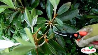 Pruning Your Rhododendron [upl. by Rossi]