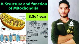 Structure and function of Mitochondria [upl. by Kitrak799]