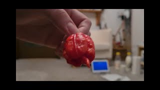 Jedzenie najostrzejszej papryki na świecie  Carolina Reaper 1 500 000 SHU [upl. by Notsirhc]