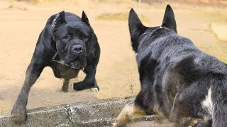 Only These Dog Breeds Can Face a Cane Corso [upl. by Yregram2]