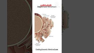 Endoplasmic Reticulum  NEET 2025  shortsfeed shortvideo youtubeshorts ytshorts [upl. by Elkin]