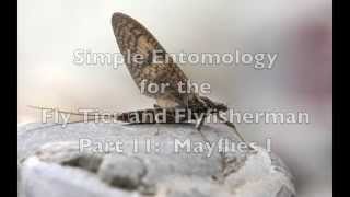 Mayflies I Simple Entomology for the Fly Tier and Fly Fisherman Part 11 [upl. by Charbonnier]