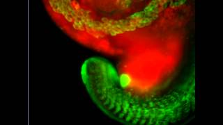 ZEISS Lightsheet Z1 Zebrafish embryo muscle development 2 [upl. by Aikit]