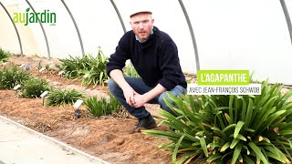 Des AGAPANTHES pour toutes les régions😃Réussir sa CULTURE et son ENTRETIEN [upl. by Haines]