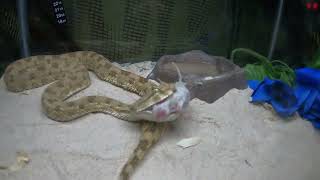 Horned Viper Strike Subscribe Live Feeding [upl. by Nocam]