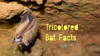 Tricolored Bat Facts [upl. by Derril]