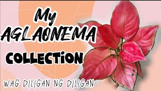 17 AGLAONEMA VARIETY with names  My Aglaonema Collection DonayB [upl. by Nabila]