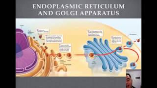 Endoplasmic Reticulum and Golgi Apparatus Tutorial [upl. by Niobe]