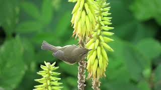 Canary Islands Chiffchaff  Canarische Tjiftjaf  Phylloscopus canariensis  Mosquitero canario [upl. by Yreneh]