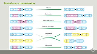 12 2 Mutaciones cromosomicas [upl. by Idnas]