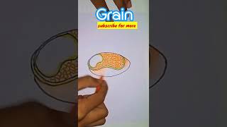 Drawing Grain Diagram drawing shorts art viralvideo trending shortvideoscience biologyviral [upl. by Gonnella]