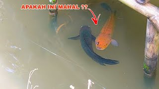 REJEKI NOMPLOK Dapat Ikan Channa Mahal Ditempat Ini  Penangkapan Ikan Channa Limbata [upl. by Uke132]