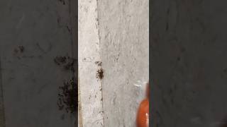 How To Make Homemade ANT KILLER [upl. by Georgianne]