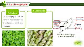 La chlorophylle et la lumière [upl. by Weigle]