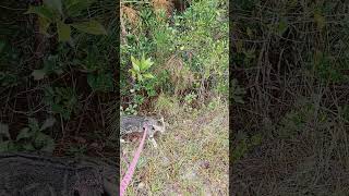 Walk Before Storm under Sprinkles nature rescuekitty kittenrescue [upl. by Eileek]