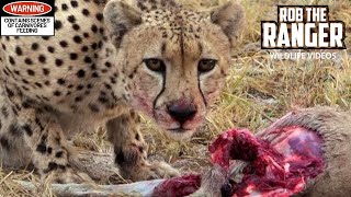 Male Cheetah Feeds On A Duiker [upl. by Nafis]