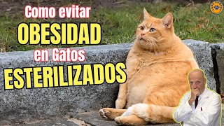 🆘 ¿COMO EVITAR LA OBESIDAD EN GATOS ESTERILIZADOS 🆘 [upl. by Halonna]