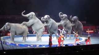 Ringling Brothers Circus  Cruelty to Elephants  Sept 1 2014 [upl. by Garett238]