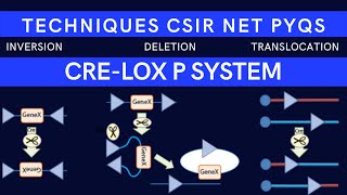 Cre Lox P Recombination System Cre Lox P Cre recombinase CSIR NET PYQs [upl. by Yraht]