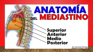 🥇 MEDIASTINO Anatomía Divisiones Contenido Limites [upl. by Huppert57]