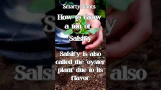 How to grow a ton of Salsify Shoots [upl. by Jamal]