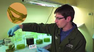 Pronunciation of Algae  Definition of Algae [upl. by Reinhold234]