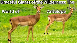 Graceful Giants of the Wilderness The World of Antelope antaryamigamingandanjalistatus [upl. by Snoddy860]