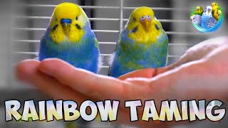 Unlocking the Secrets to Caring for and Taming Your Rainbow Budgie [upl. by Noxaj]