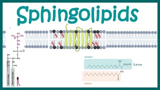 Sphingolipids  Chemical structure  biogenesis and function [upl. by Broddy]