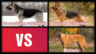 Osteuropäischer Schäferhund VS Deutscher Schäferhund VS Malinois [upl. by Aiel]