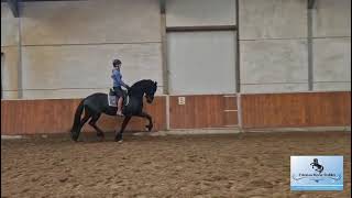 Impression riding video of Sjolke Friesian Ster stallion Tymen 503 Sport Elite x Hessel 480 Spor [upl. by Aihsekan]