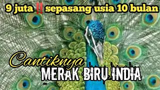 PEACOCK9 JUTA‼️HARGA SEPASANG MERAK BIRU INDIA birds peacock [upl. by Aicenat639]