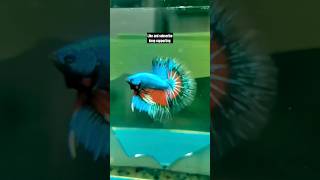 most beautiful betta fish feeds aquarium shortsviral [upl. by Eboj]